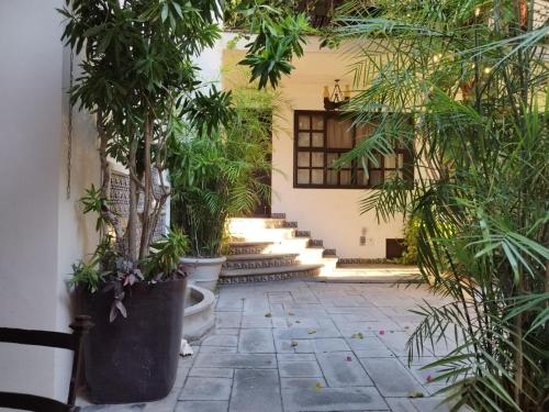 Majaguar, Cancún (fotografie 6)