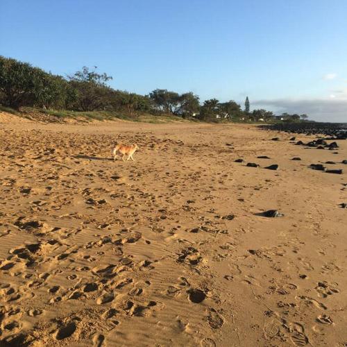 Puppies&Pancakes at Innes Park Opposite Park&Beach