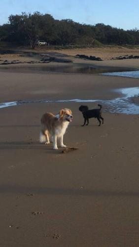 Puppies&Pancakes at Innes Park Opposite Park&Beach