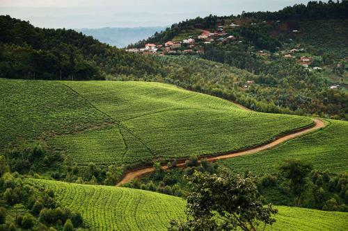 552388224 One&Only Nyungwe House