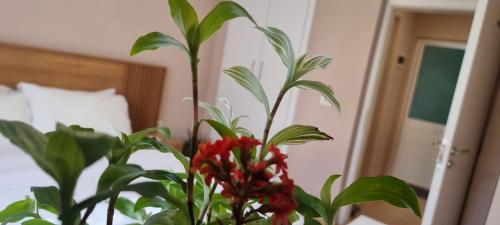 Comfy apartment- Sunny balcony, Tirana (photo 4)