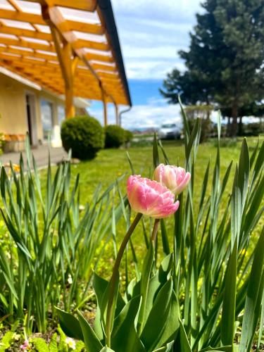 Pension Miklautz in Sankt Kanzian