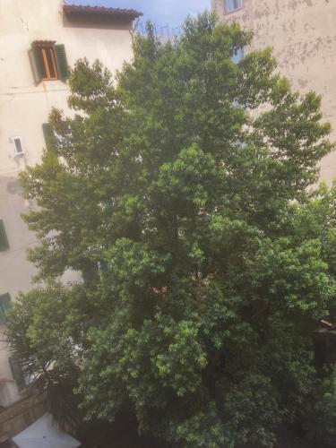 Borgognissanti Ollie's Home in centro a Firenze, Florencja (zdjęcie 3)
