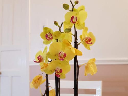 Hotel Posada Greco American Embassy Hotel Posada Greco American Embassy