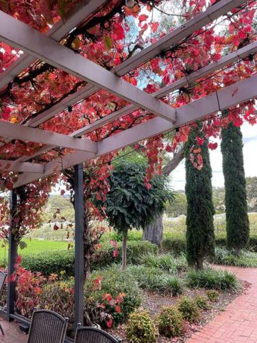 Vrt, Mount Bold Estate in Mclaren Vale