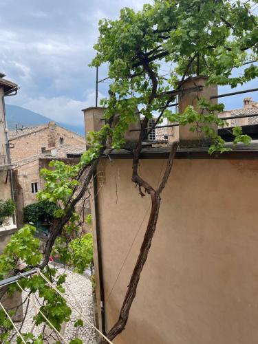 La vecchia vite casa vacanze