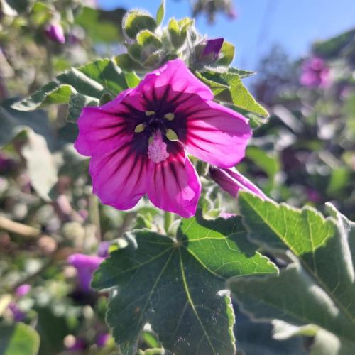 La Malva - Apartment - Ostia Antica