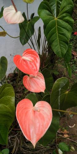 Sundara vana estate stay madikeri - image 5