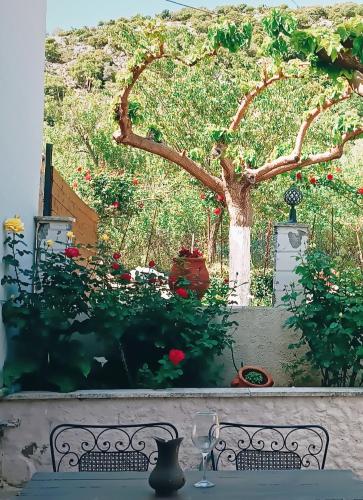 Rose hedge in Tilisos