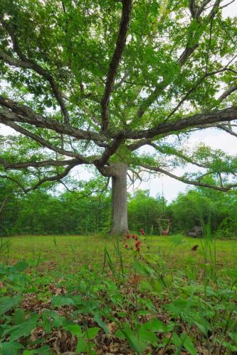 Ancient Oak Sanctuary Rural getaway, walking paths in Grand Junction, USA