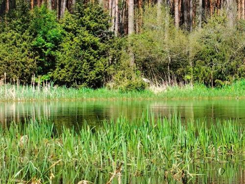 Leśna Chata kuracyjna z sauną w Borach Tucholskich