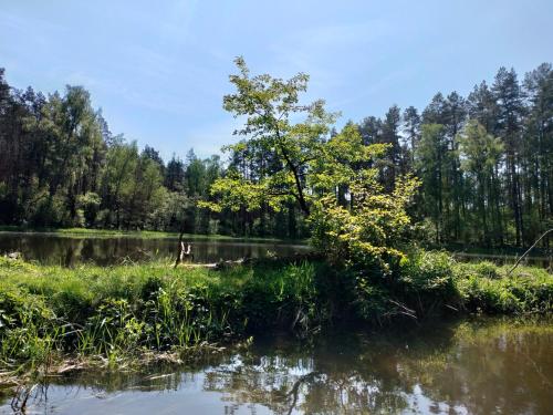 Leśna Chata kuracyjna z sauną w Borach Tucholskich