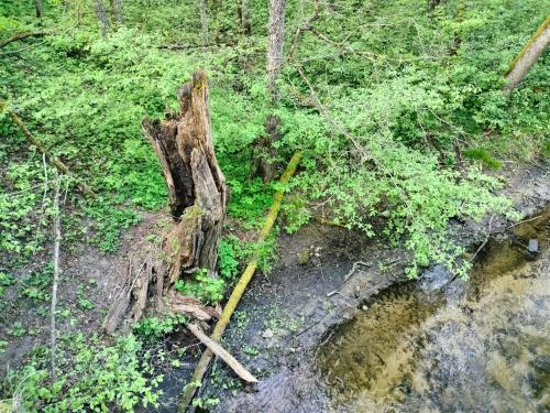 Leśna Chata kuracyjna z sauną w Borach Tucholskich