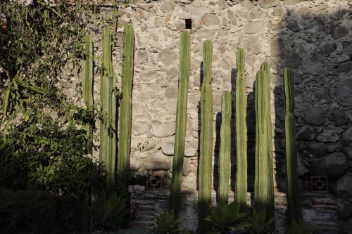 553634448 Orchid House San Miguel de Allende