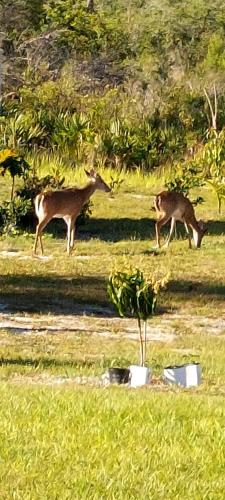 The Orchard Suite of Sebring