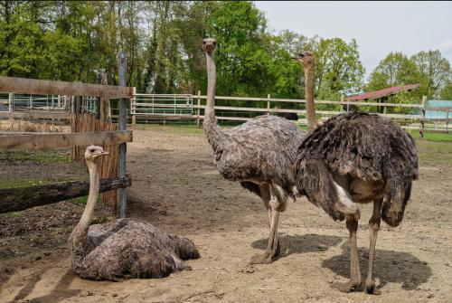 Gästewohnung Hardinghaus am Teich (Gastewohnung Hardinghaus am Teich) in Warendorf