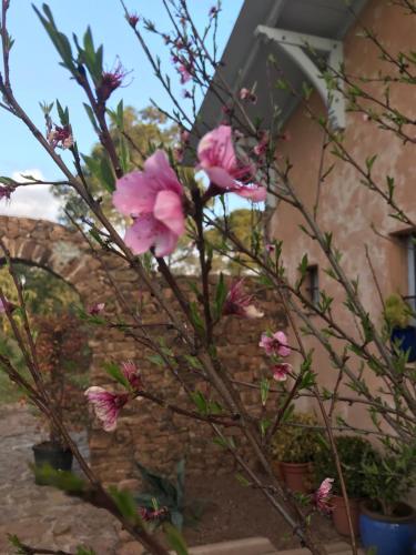 Maison Lily en Provence - Gonfaron - 4ch
