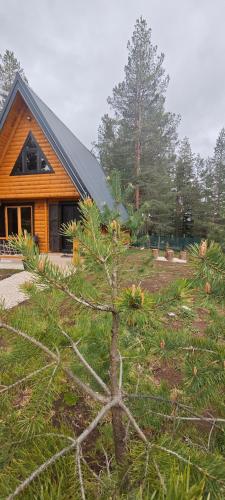 Pine forest-White, Žabljak (foto 10)