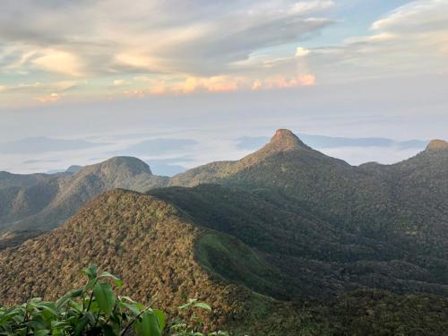 Hotel mango tree nearest Adam's peak