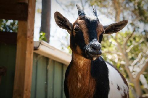 Blue Mountains Urban Farm Stay near Sydney