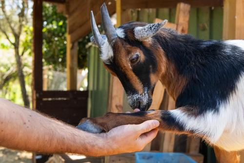 Blue Mountains Urban Farm Stay near Sydney