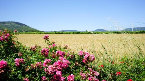 Gîtes La Musardière