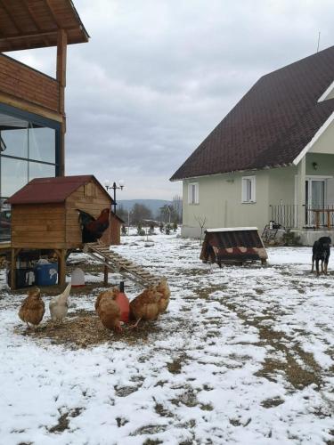 Bolu da orman içinde göl manzaralı villa