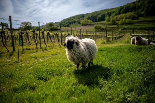 Weingut Jakob`s Ruhezeit