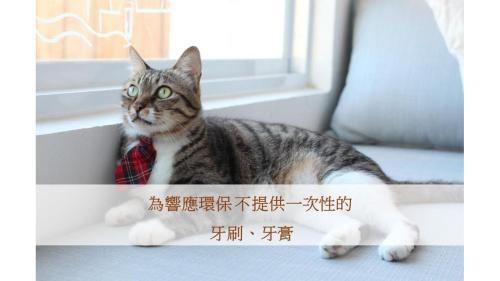 Cat at Greece, Nanwan (foto 2)