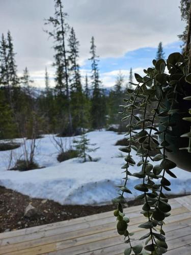 Cozy Mountain Cottage with beautiful views & Sauna