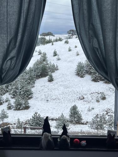 Wild nest Zlatibor Bear