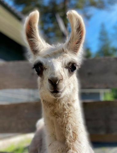 Pihasauna Mökki - Villa Alpaca Laamatila