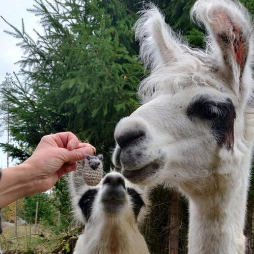 Pihasauna Mökki - Villa Alpaca Laamatila