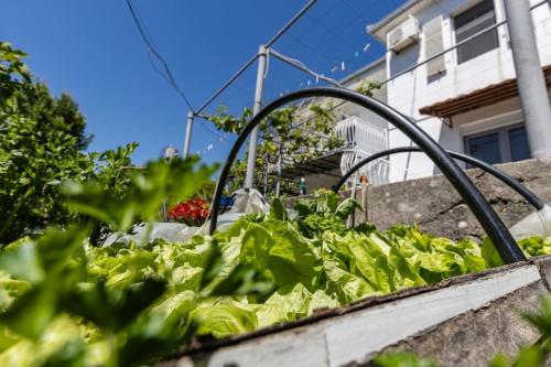 Rural apartment Radman in Ratisevina