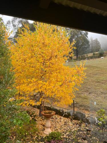 Amaroo with a view set on a 50 Acre Hobby Farm
