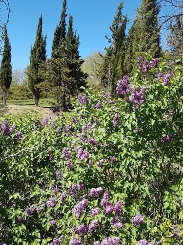 Charmant mas provençal avec piscine proche Forcalquier