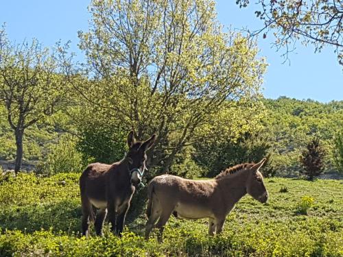 Charmant mas provençal avec piscine proche Forcalquier