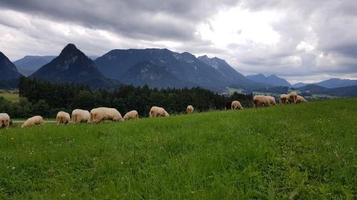 A környék, Ferienwohnung Hinterpommern - Chiemgaukarte in Inzell városközpont