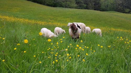 Ferienwohnung Hinterpommern - Chiemgaukarte in Inzell városközpont