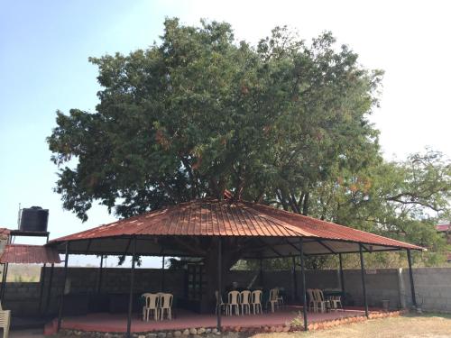 Tamarind Tree