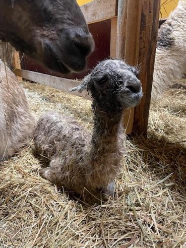 Pihasauna Mökki - Villa Alpaca Laamatila