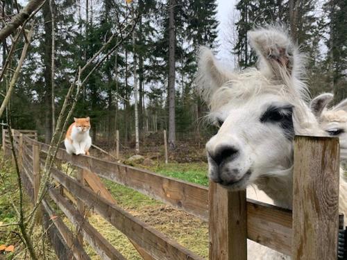 Villa Alpaca Mökki - Laamatila (Villa Alpaca Mokki - Laamatila) in Nokia
