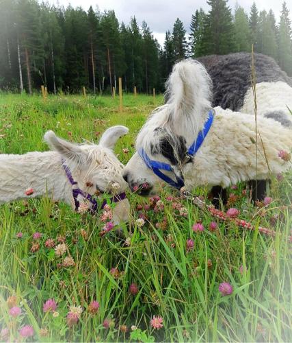 Villa Alpaca Mökki - Laamatila (Villa Alpaca Mokki - Laamatila) in Nokia