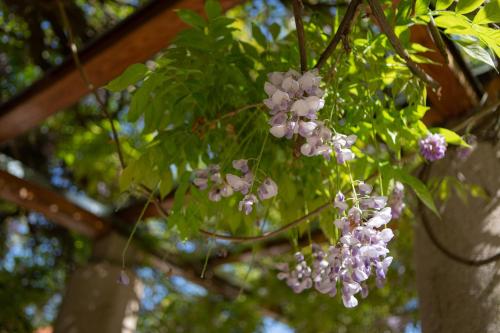 Klebelsberg Kastély Budapest - image 10