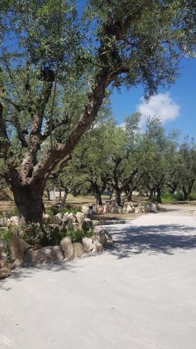 Olive Grove private residence