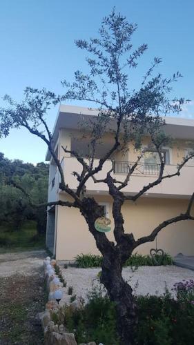 Olive Grove private residence