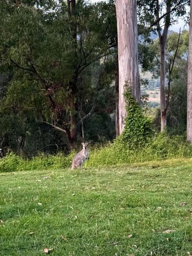 The Farmhouse in Canungra