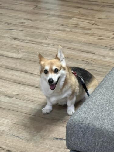 True Love Pet Friendly Homestay