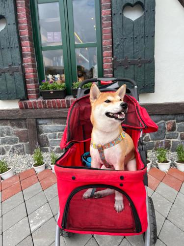 True Love Pet Friendly Homestay