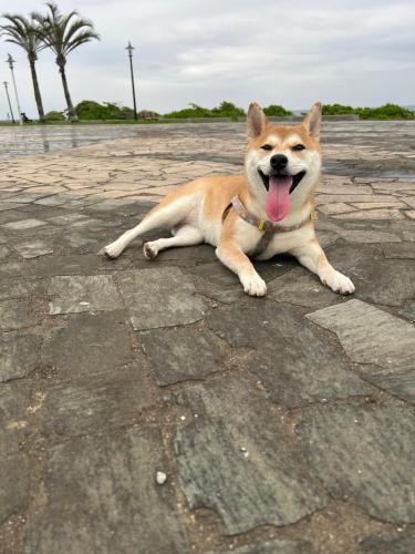 True Love Pet Friendly Homestay